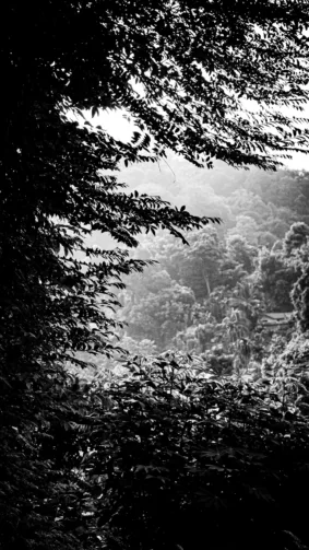 Morning Sunray Forest Trees Monochrome