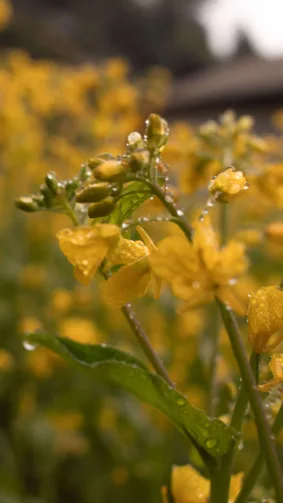 Yellow Mustard Flowers Rain Drops