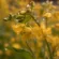 Yellow Mustard Flowers Rain Drops