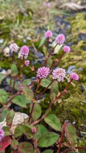 Pink Knotweed Flower Forest