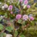 Pink Knotweed Flower Forest