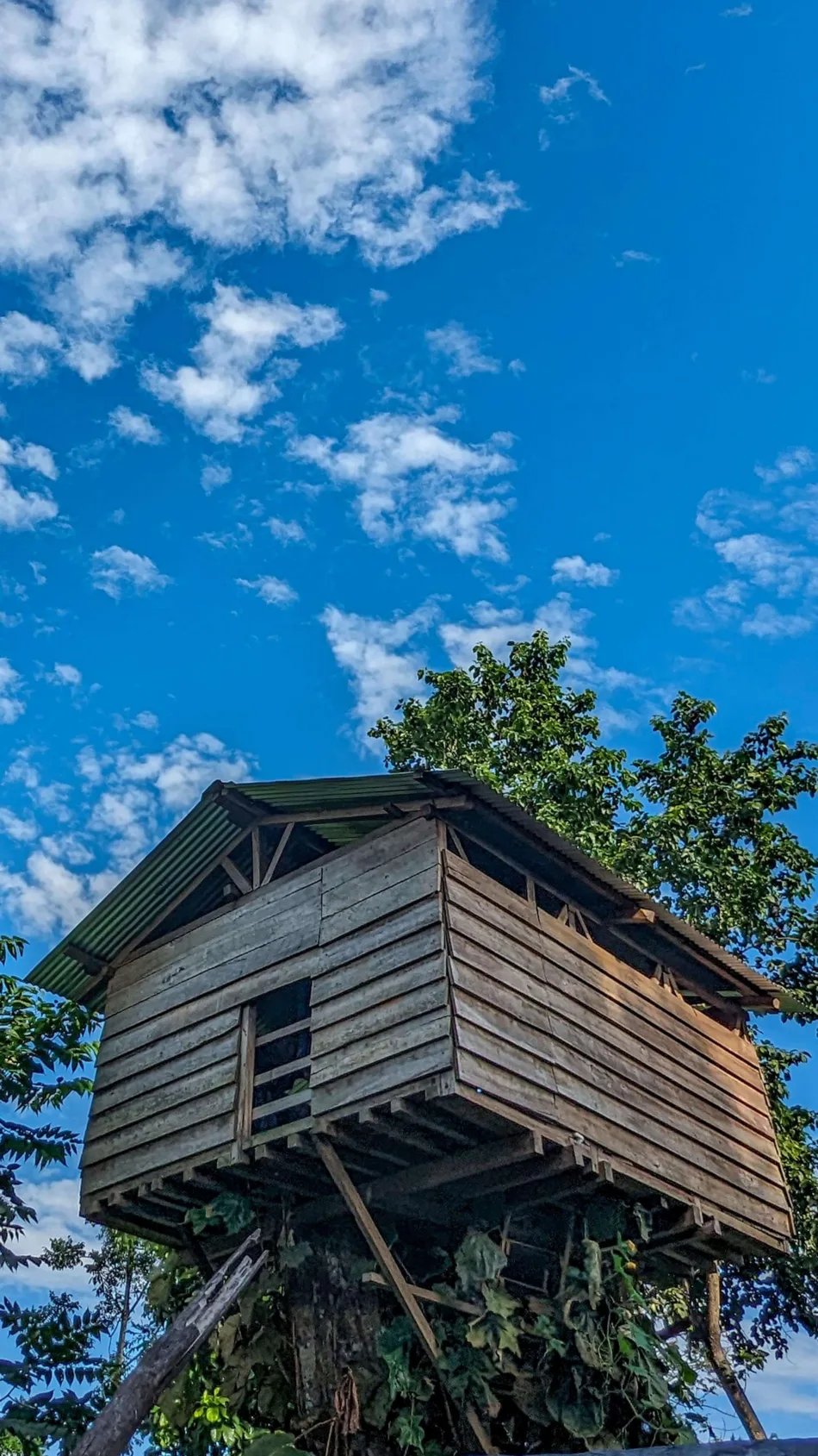 Treehouse Forest Blue Sky