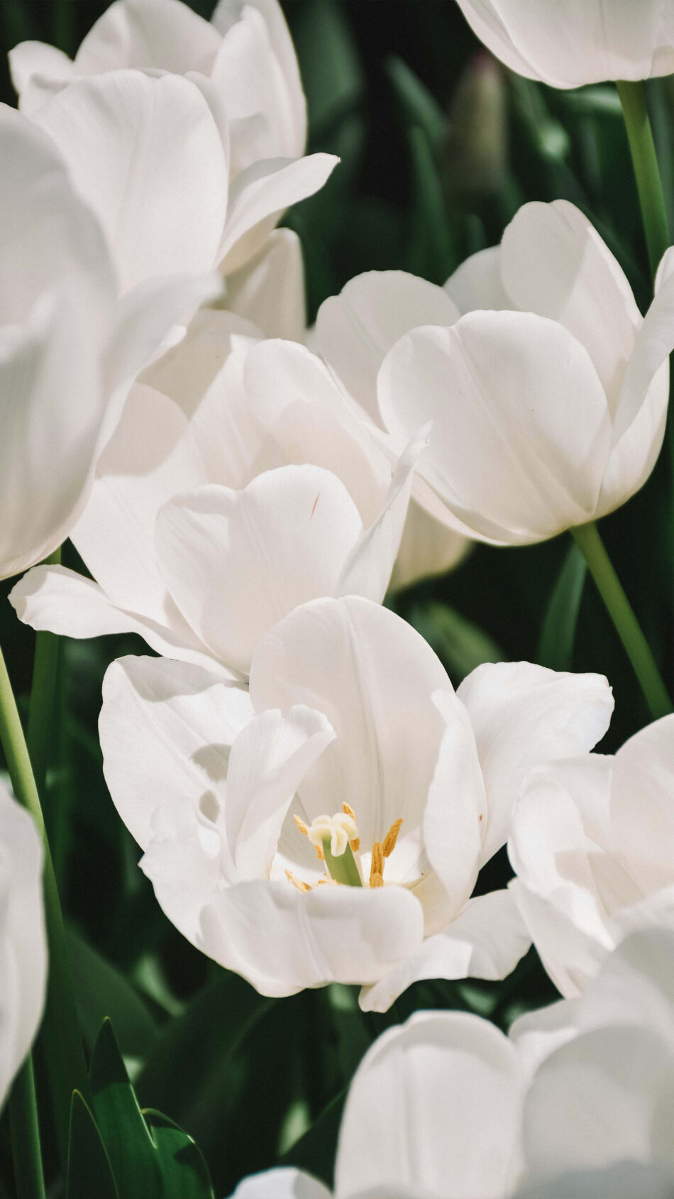 Bunch of White Tulipa Branca 4K Ultra HD Mobile Wallpaper
