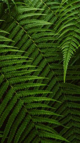 Golden Fern Leaves 4K Ultra HD Mobile Wallpaper