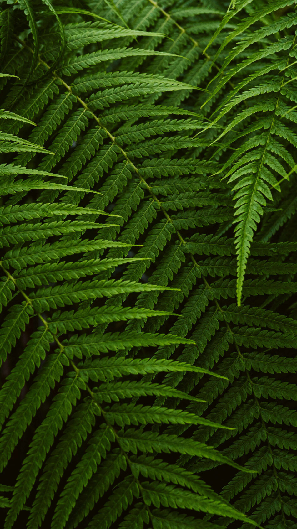 Golden Fern Leaves 4K Ultra HD Mobile Wallpaper