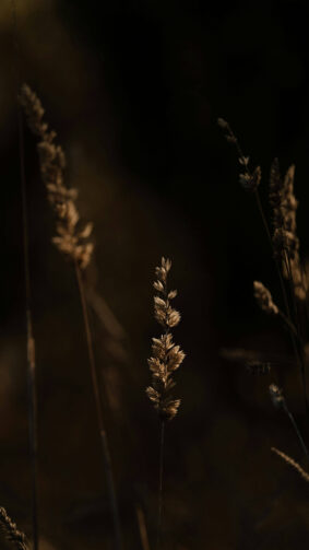 Grass Halm Dark Evening 4K Ultra HD Mobile Wallpaper