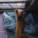 Puppy Dog Looking Outside Through The Window 4K Ultra HD Mobile Wallpaper