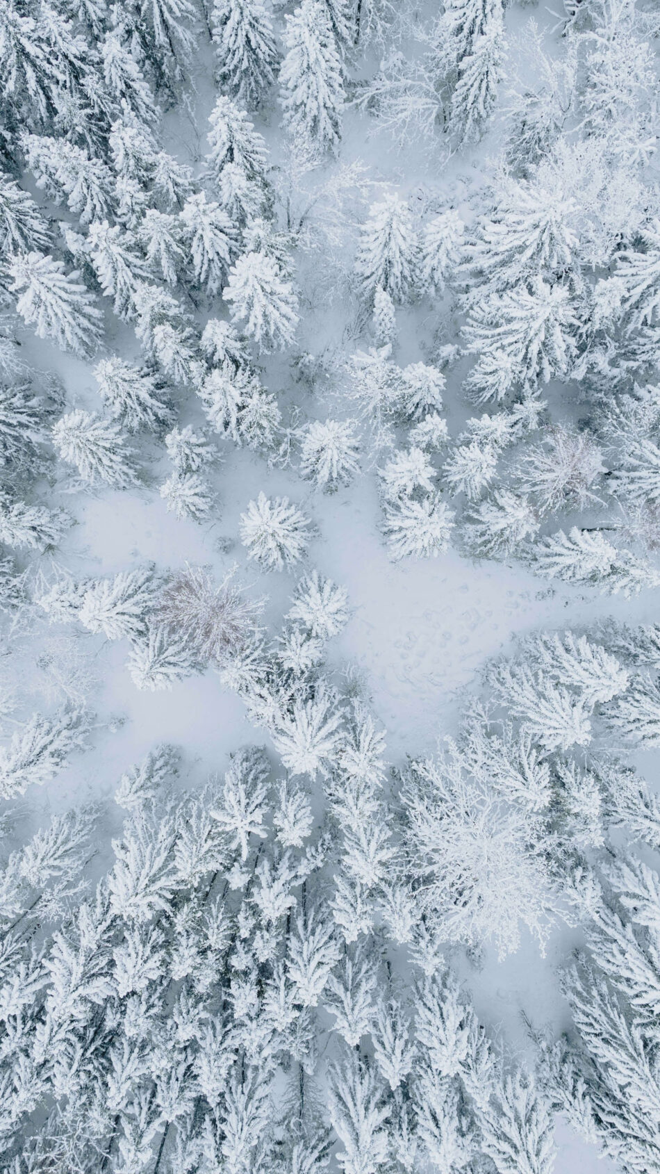 Snow Covered Forest Winter Aerial View 4K Ultra HD Mobile Wallpaper