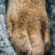 Cute Fluffy Dog Paw 4K Ultra HD Mobile Wallpaper