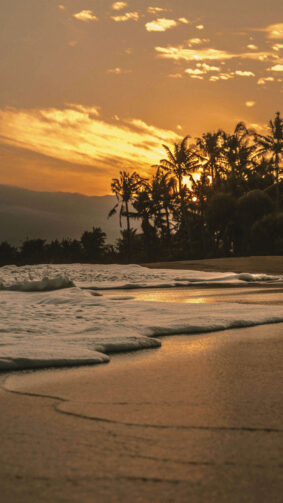 Evening Click of Beach Sunset Coconut Trees 4K Ultra HD Mobile Wallpaper