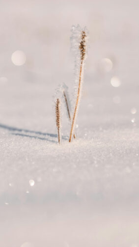 Frozen Stalks Snow Winter 4K Ultra HD Mobile Phone Wallpaper
