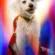Krypto Superdog In Superman 2025 4K Ultra HD Mobile Wallpaper